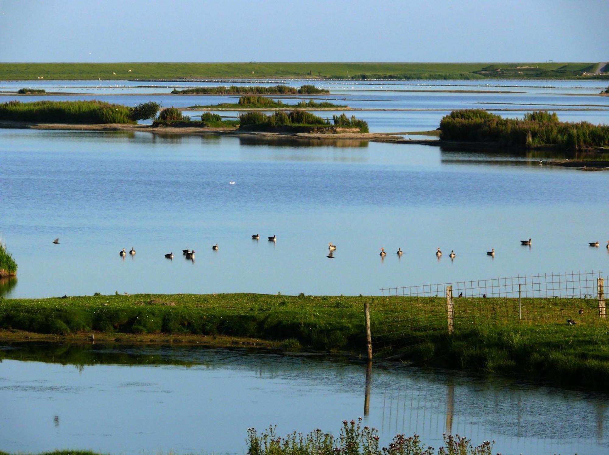 Dagebüll Haus Halligblick, Ferienwohnungen Am Wattenmeer, Whg Langenness מראה חיצוני תמונה